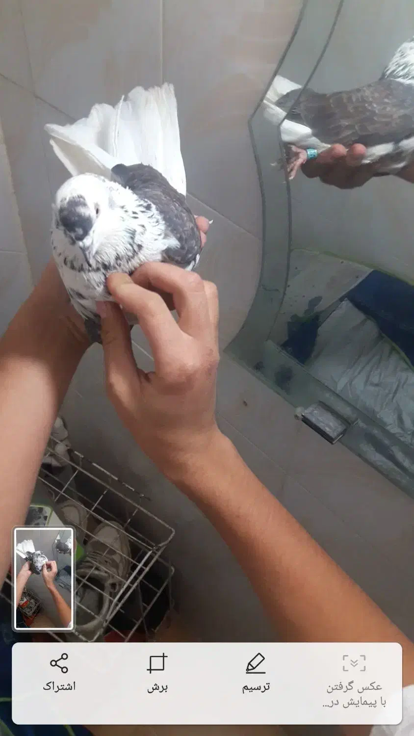 کفتر نر|پرنده|کوهدشت, |دیوار