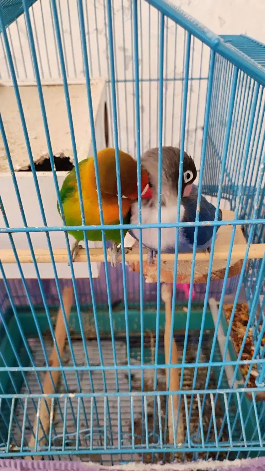 طوطی برزیلی نر و ماده جفت با قفس|پرنده|کرج, شهرک یاس جنوبی|دیوار