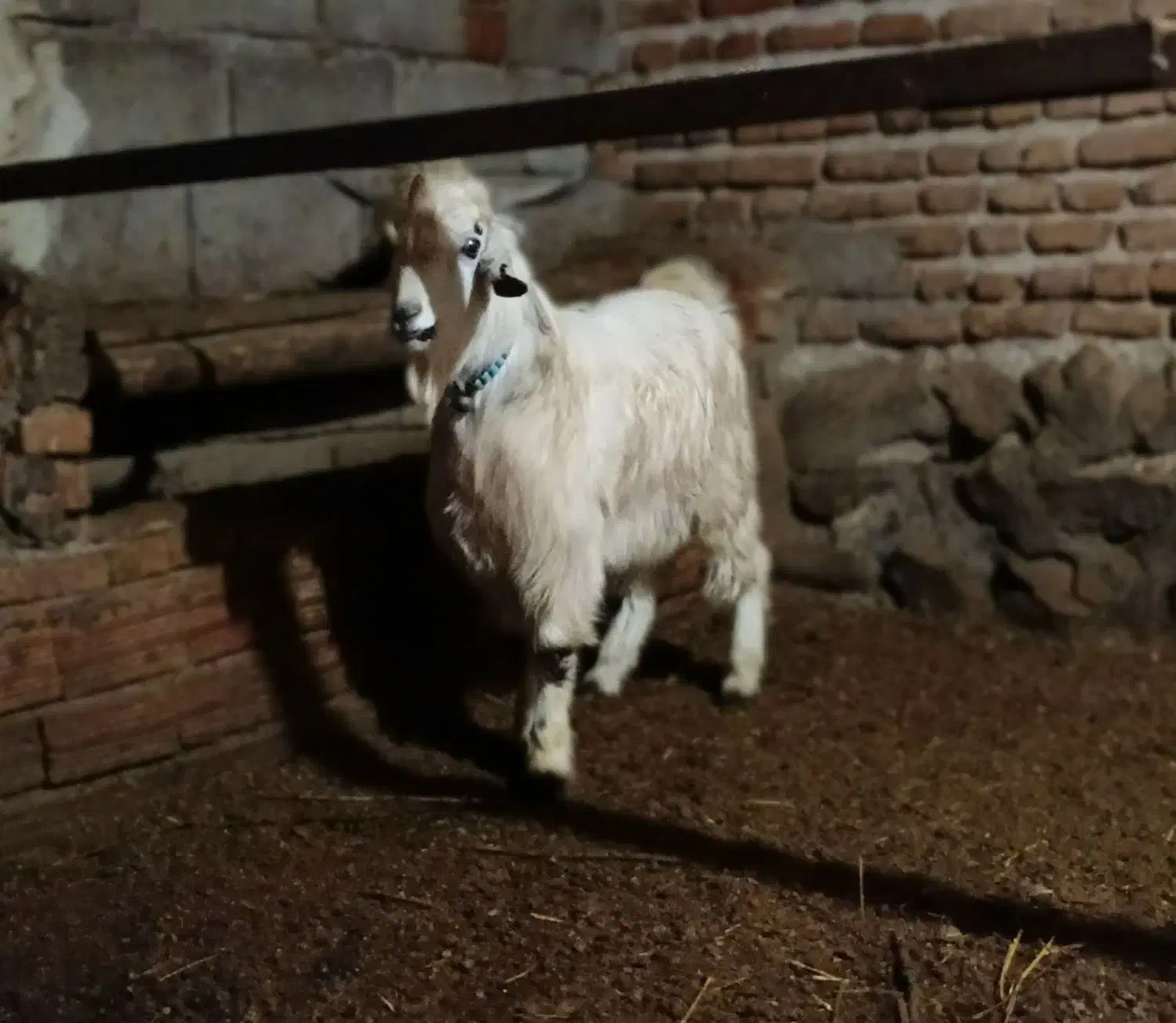 بز‌نر|حیوانات مزرعه|خسروشاه, |دیوار