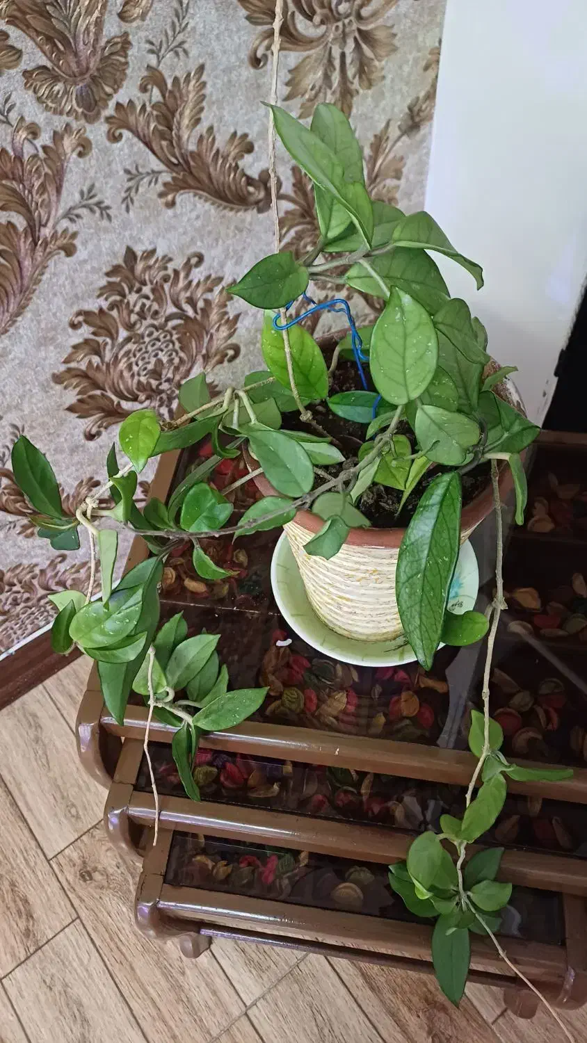 گل هویا|گل و گیاه طبیعی|همدان, |دیوار