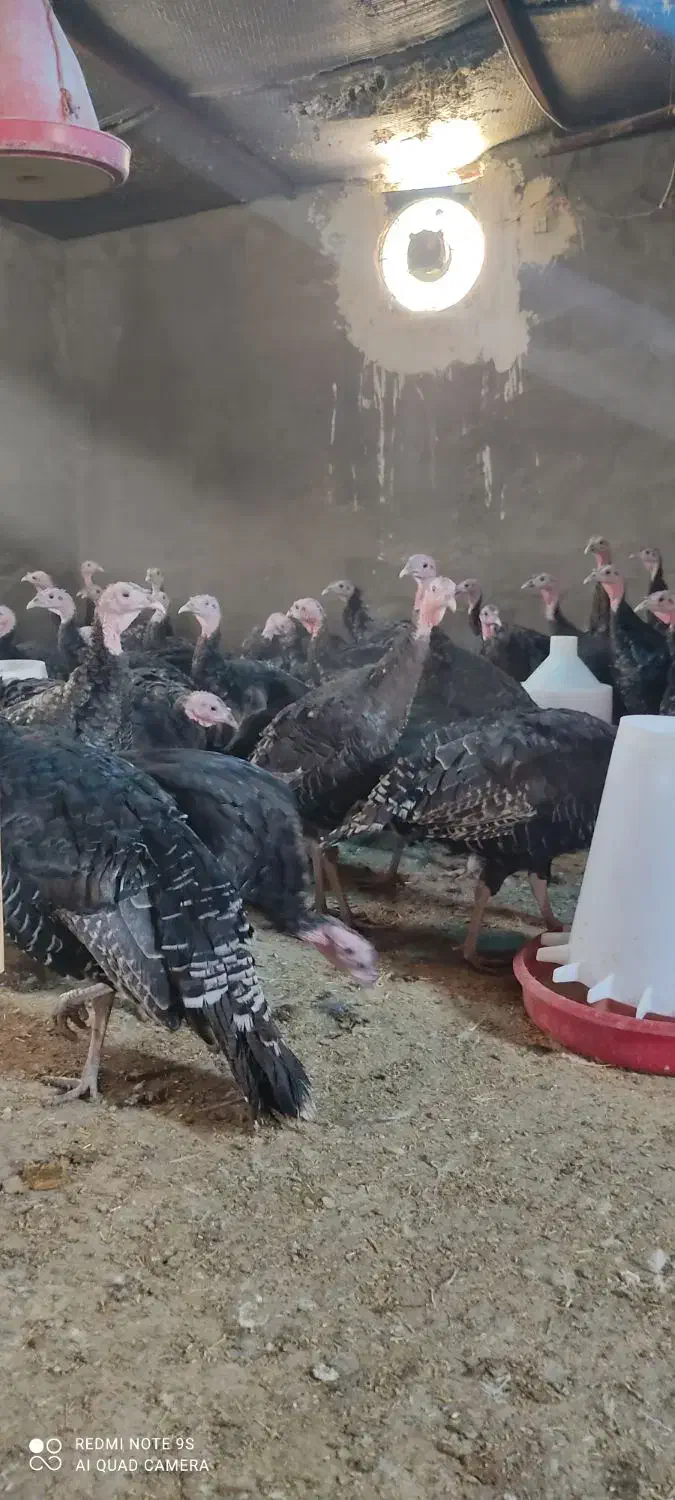 باسلام مرکز پخش  بوقلمون بیوتی و برنزسه ماهه|حیوانات مزرعه|مرودشت, محمد آباد|دیوار