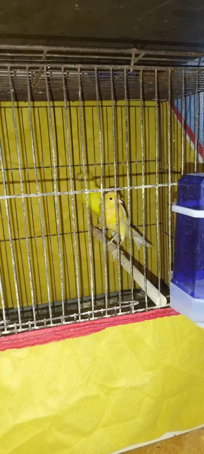 پرنده|پرنده|بندر امام خمینی, |دیوار