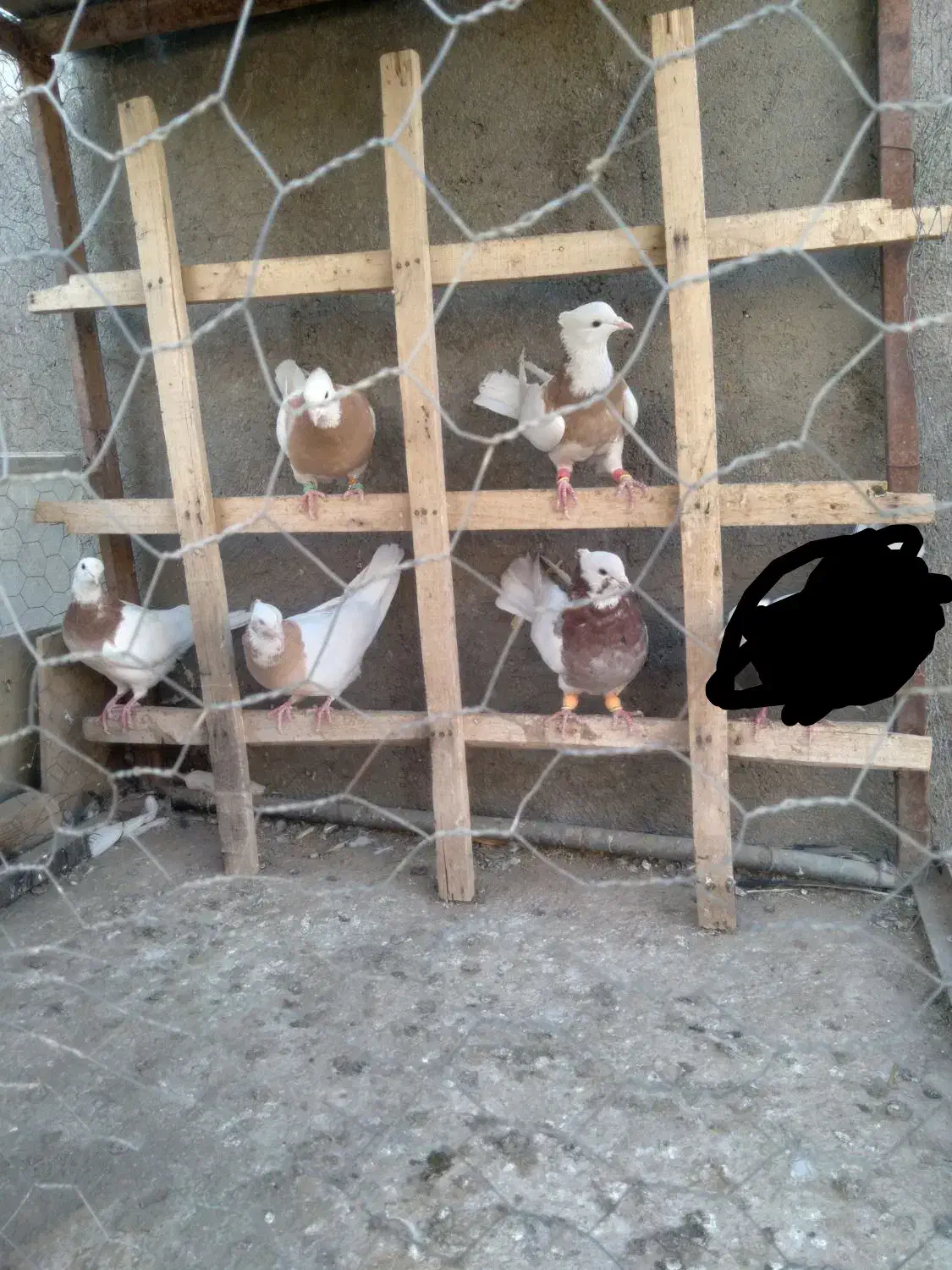 کبوتر طوقی|پرنده|قزوین, |دیوار