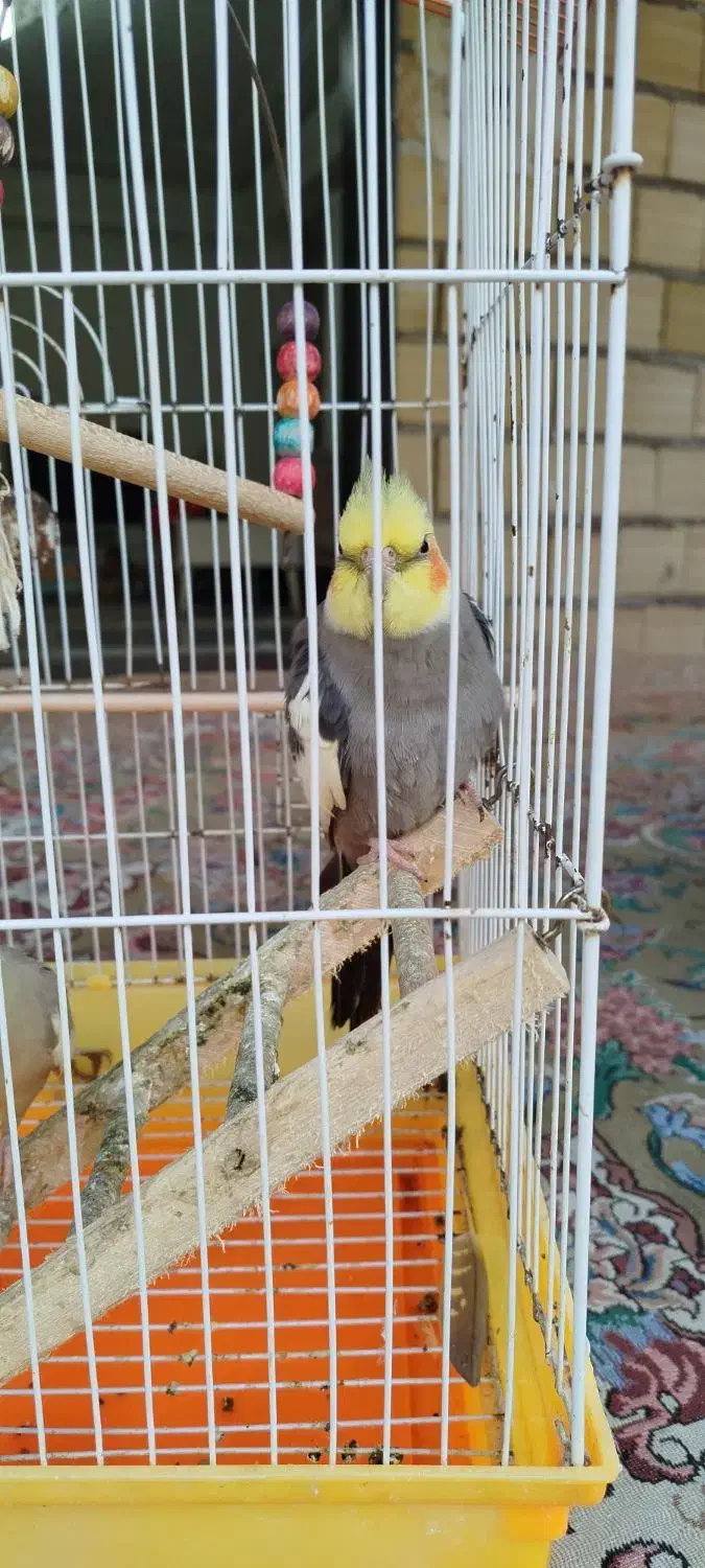 عروس. هلندی|پرنده|کوچصفهان, |دیوار