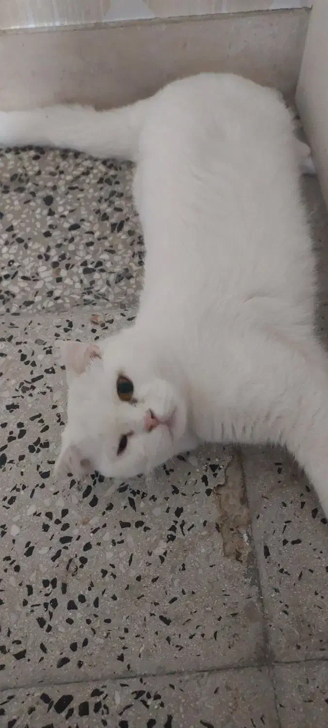 گربه پیشی|گربه|اراک, |دیوار