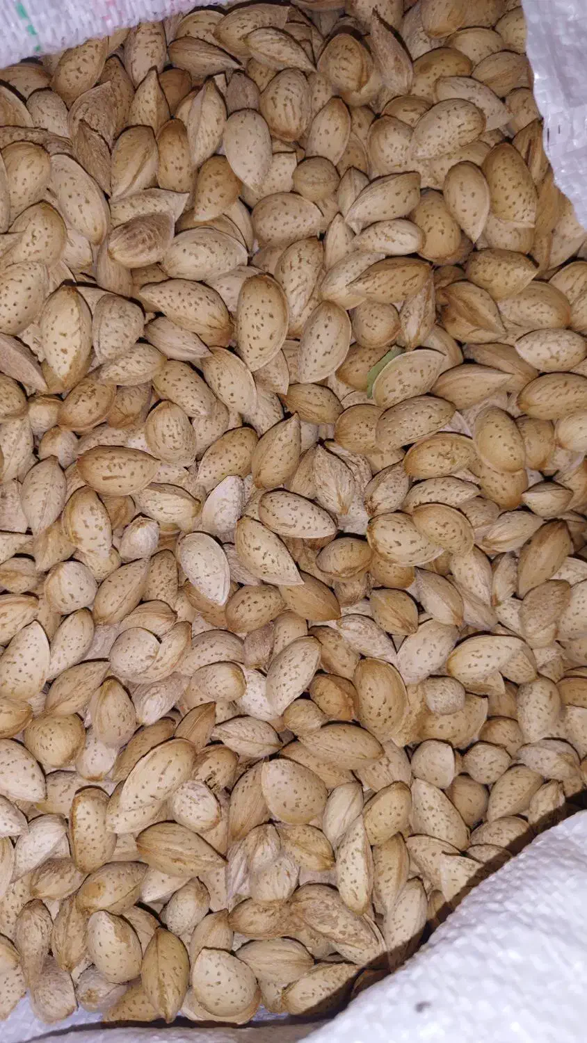 بادام محب|عمده‌فروشی|بن, |دیوار