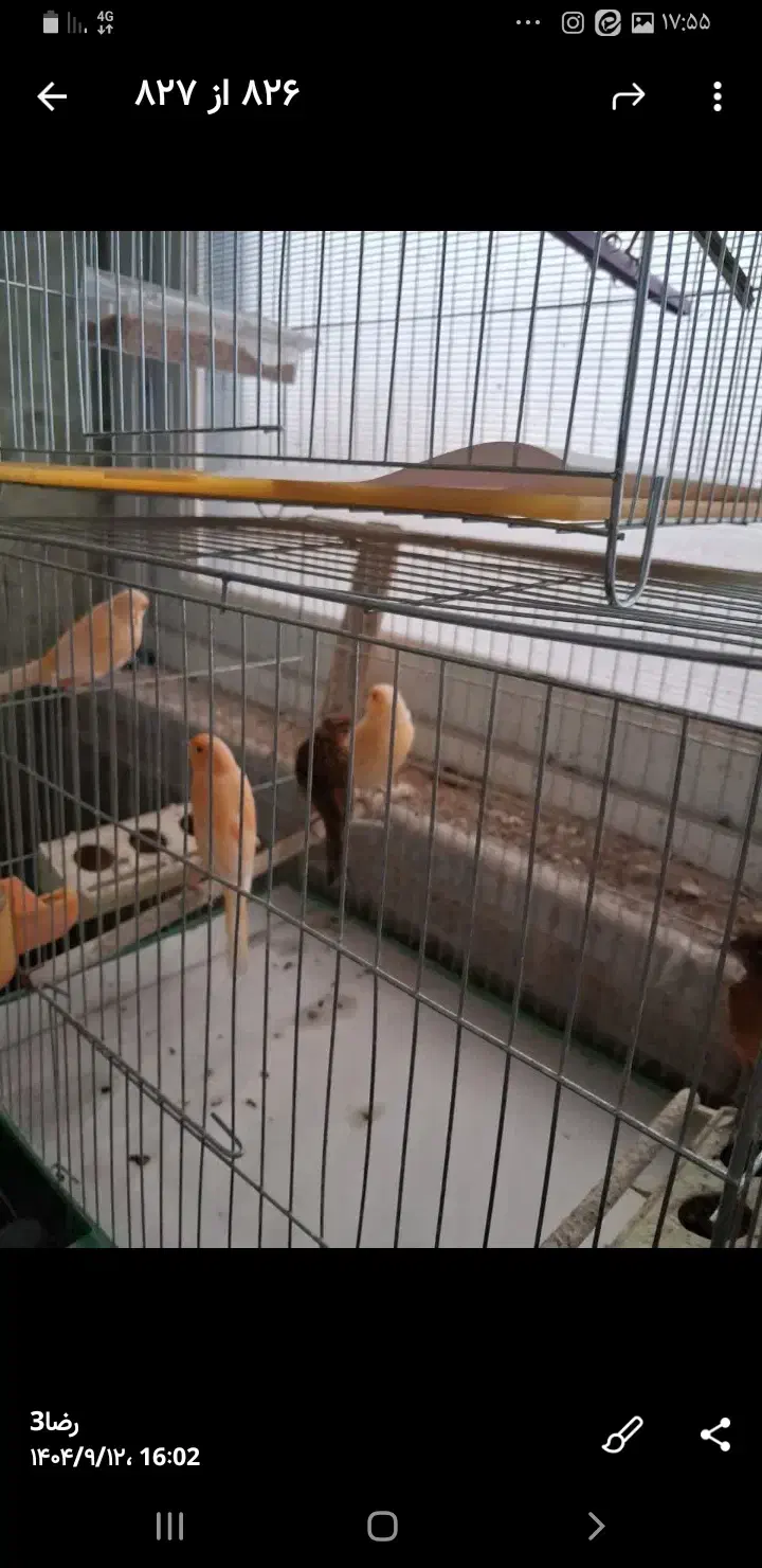 فروش60عددقناری|پرنده|باغ بهادران, |دیوار