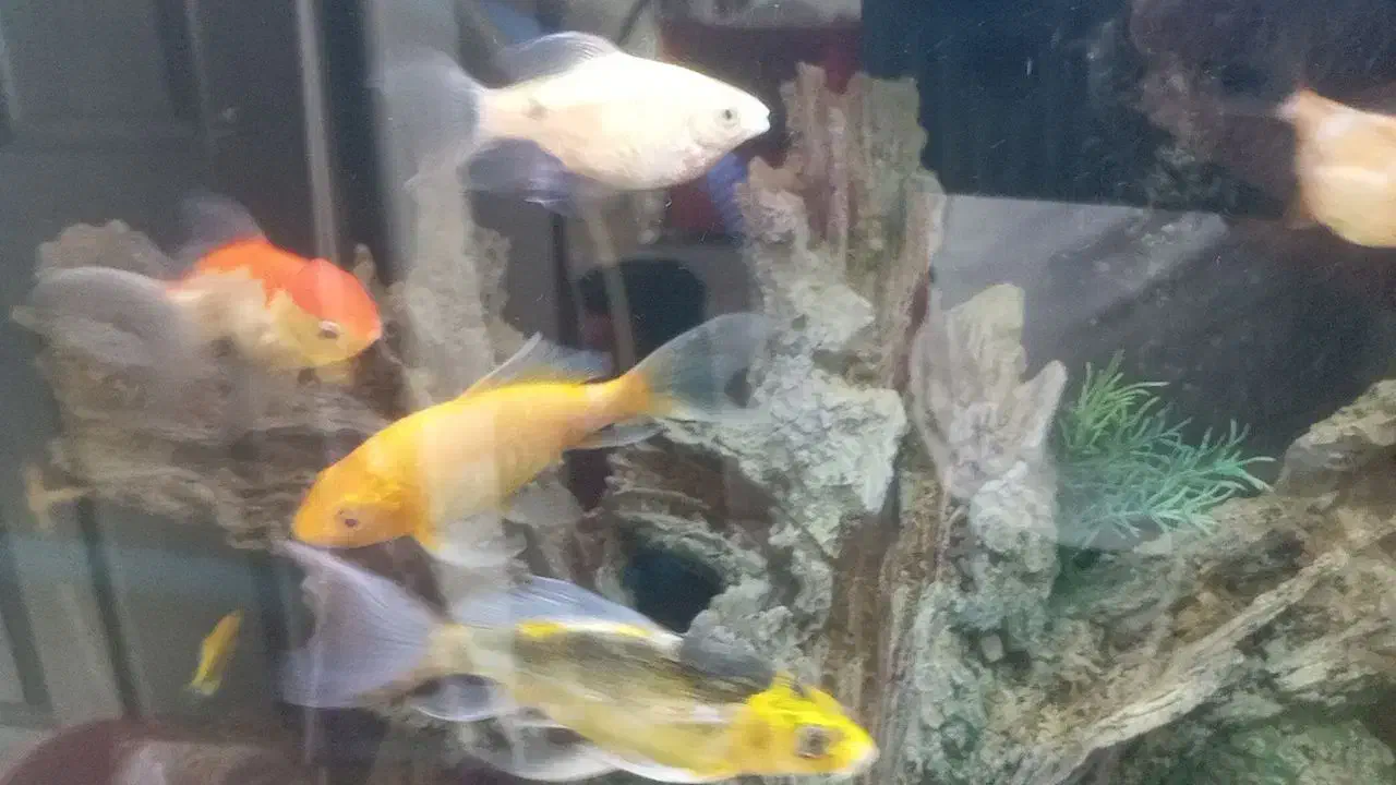 ماهی کوی و مولی|ماهی|قم, پردیسان|دیوار