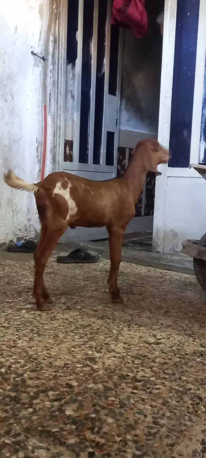 بز نجدی|حیوانات مزرعه|لیکک, |دیوار