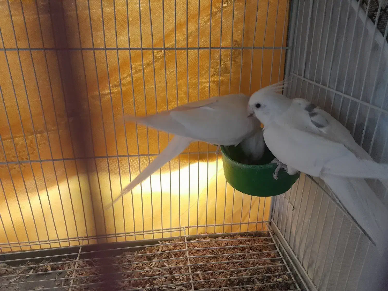 عروس هلندی البینو|پرنده|شیروان (خراسان), |دیوار