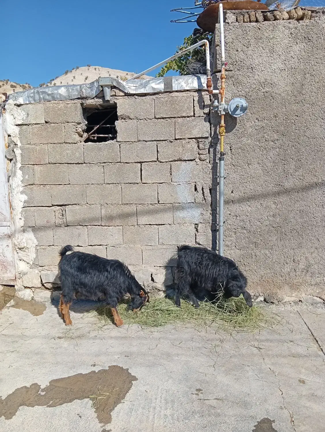 تویشک|حیوانات مزرعه|سراب میمه, |دیوار