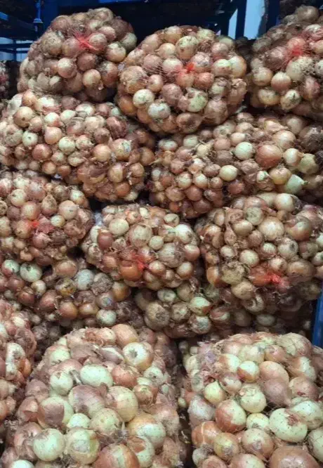 پیاز دامی|خوردنی و آشامیدنی|کنگاور, |دیوار