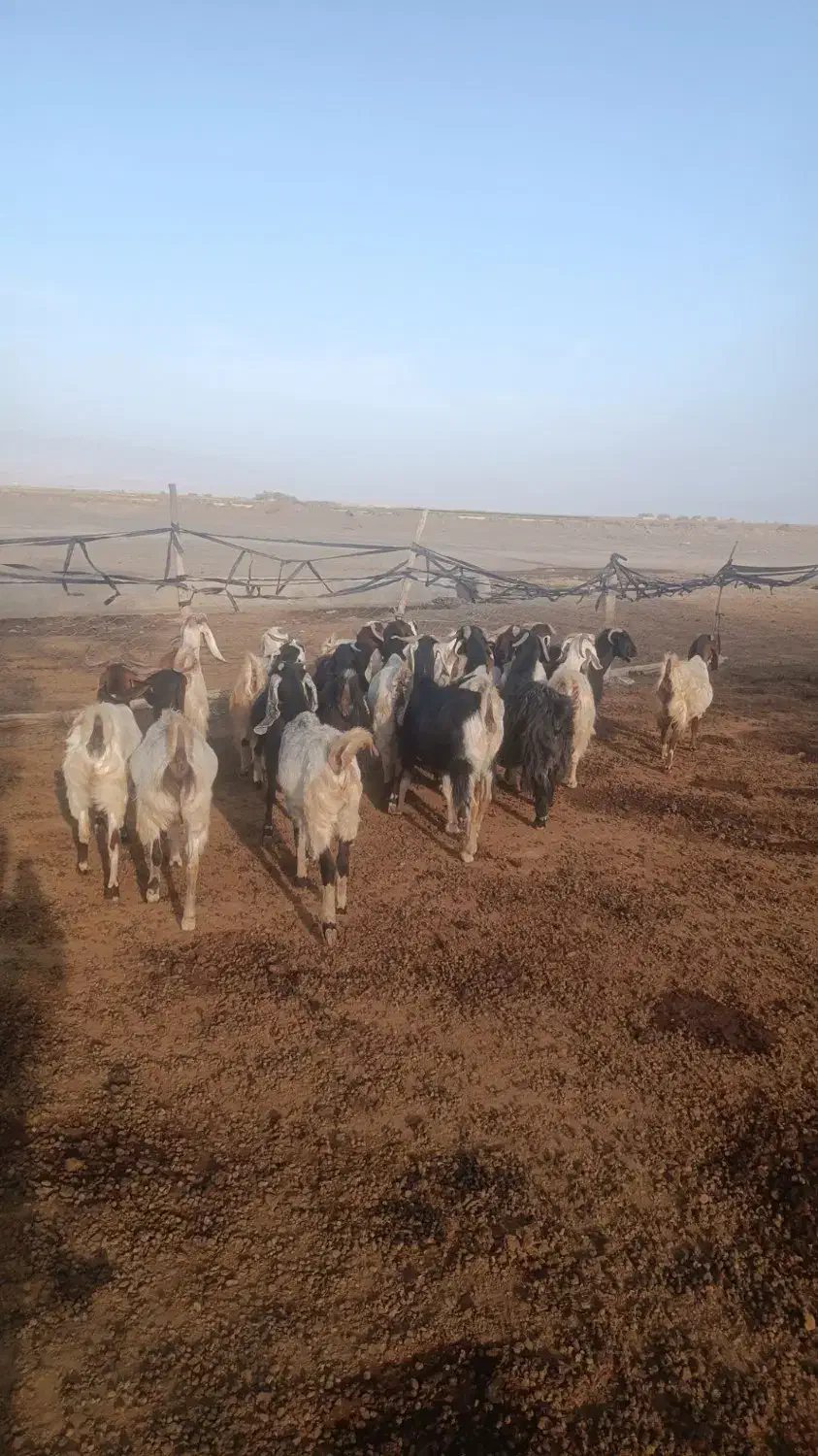 بز ابستن|حیوانات مزرعه|سبزوار, قصبه غربی|دیوار