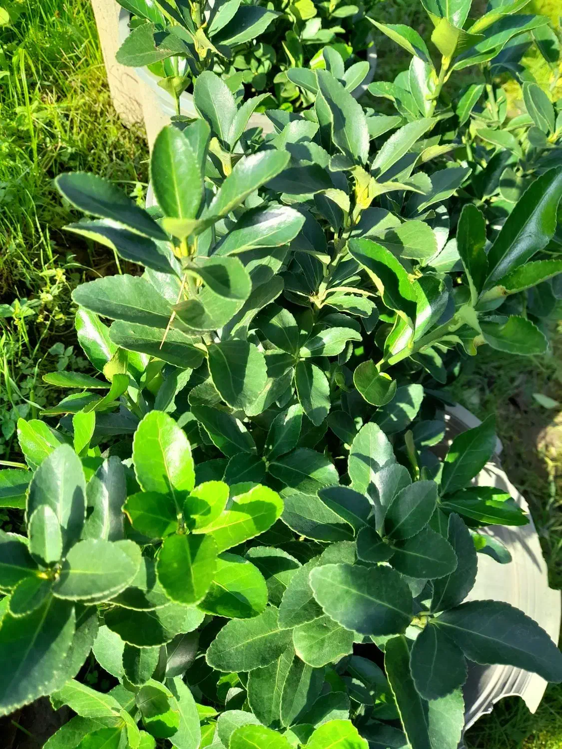 شمشاد|خدمات باغبانی و درختکاری|پیربازار, |دیوار