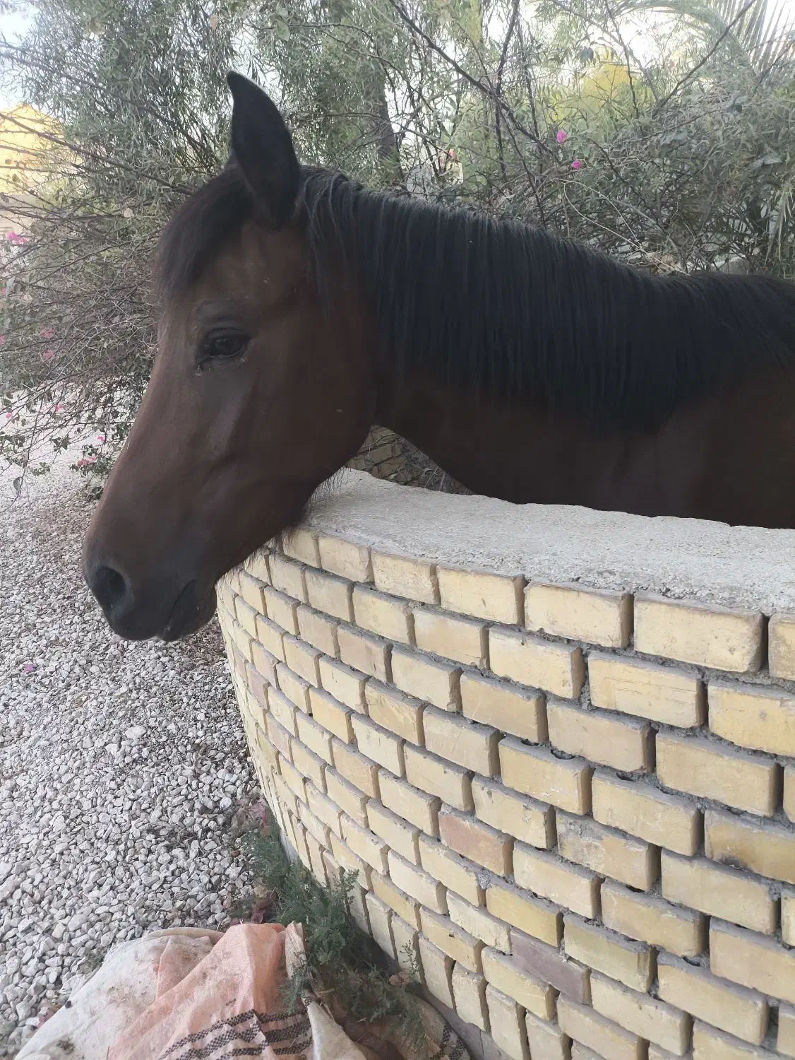 اسب|اسب و تجهیزات اسب‌سواری|کوشکنار, |دیوار