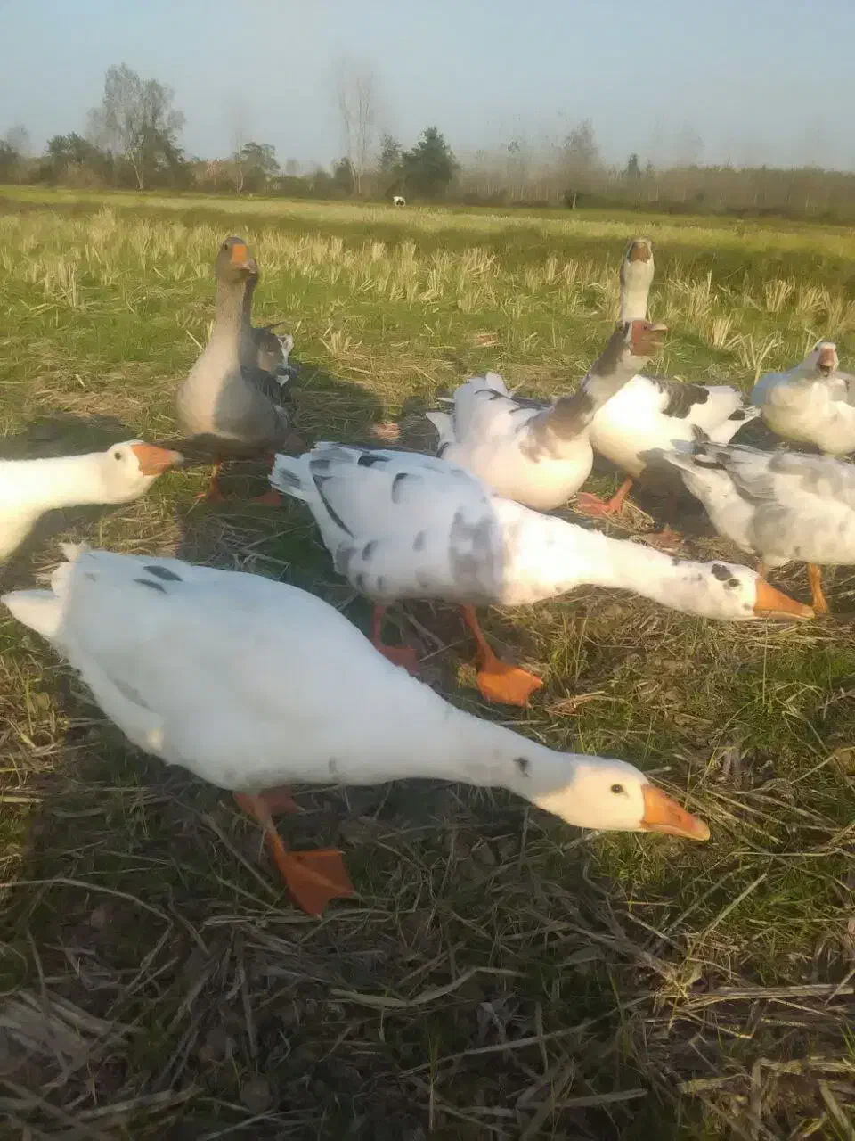 ۹عدد غاز|حیوانات مزرعه|رشت, پاستوریزه|دیوار