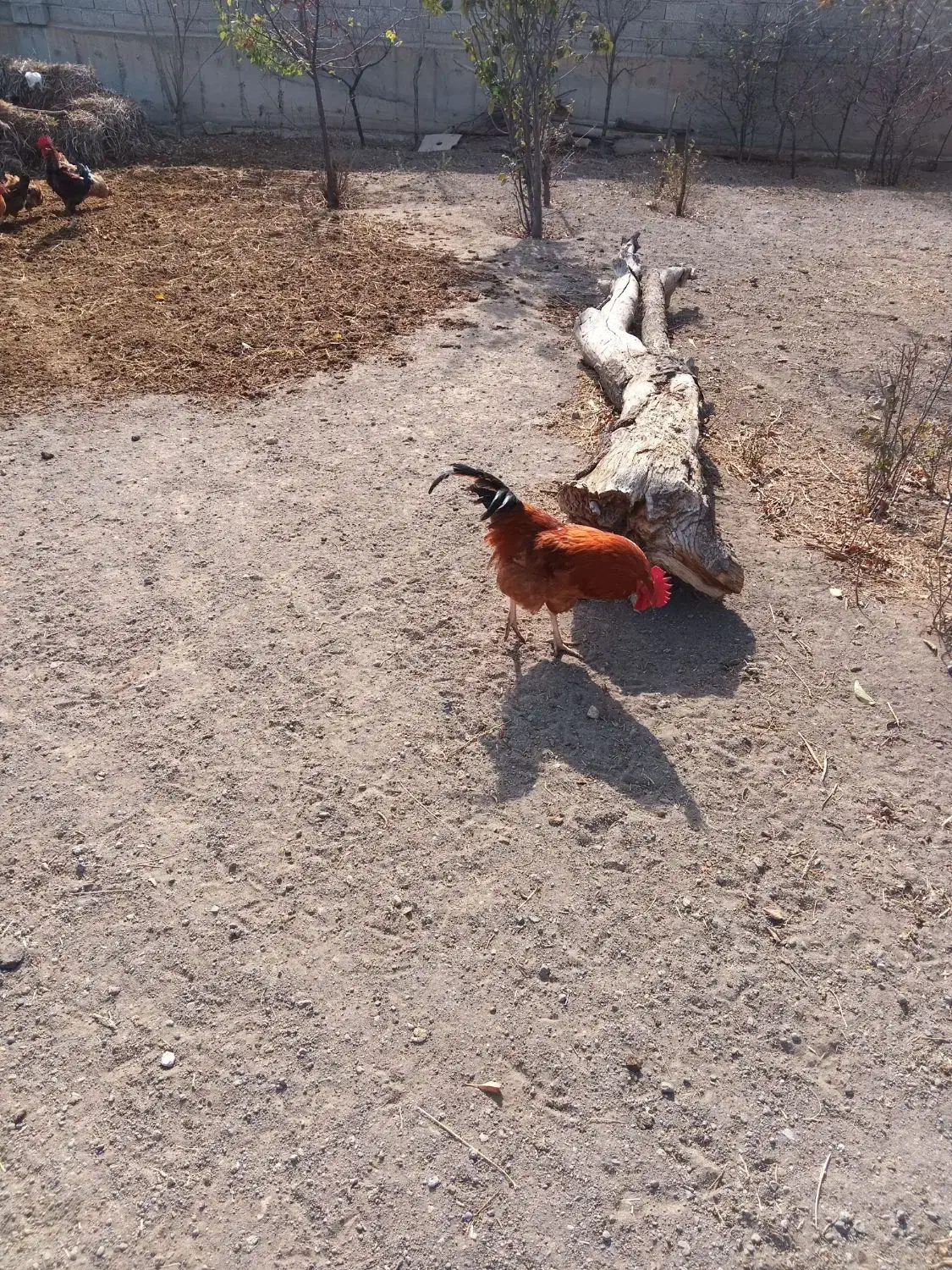 خروس|حیوانات مزرعه|هیر, |دیوار