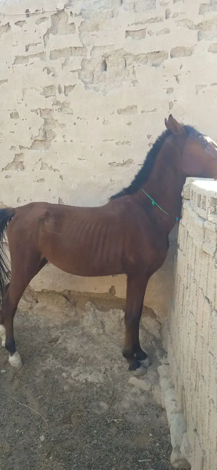 کره نریان|اسب و تجهیزات اسبسواری|بندر گناوه, |دیوار
