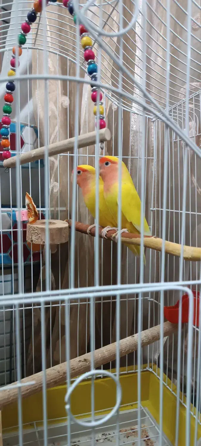 جفت طوطی کوتوله زرد صورت هلویی مولد با جوجه|پرنده|خمینی‌شهر, |دیوار