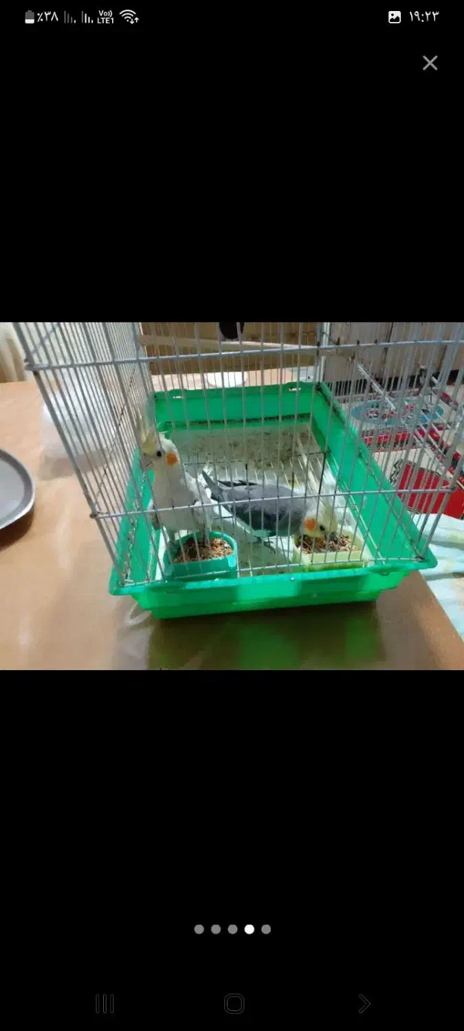 عروس هلندی|پرنده|رشت, خرسندی|دیوار