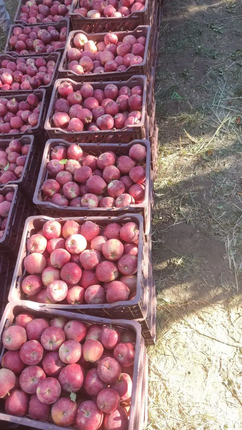 سیب قرمز فلە ای|خوردنی و آشامیدنی|نالوس, |دیوار