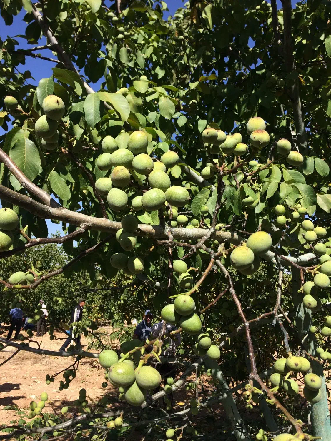 نهال های با کیفیت (یک ساله دو ساله و سه ساله)|خدمات باغبانی و درختکاری|کرمانشاه, |دیوار