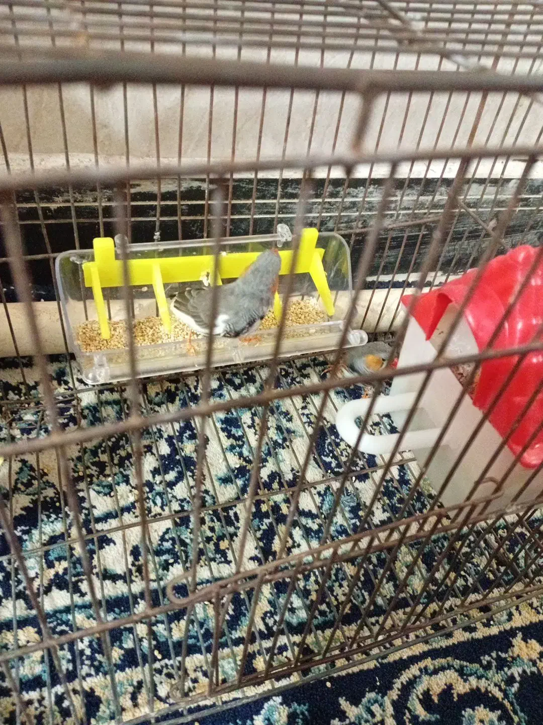 فنچ|پرنده|پیشوا, |دیوار