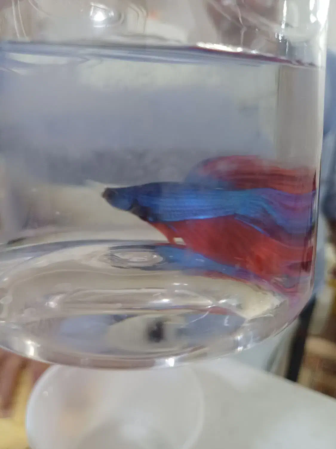 فایتر|ماهی|قم, کلهری|دیوار