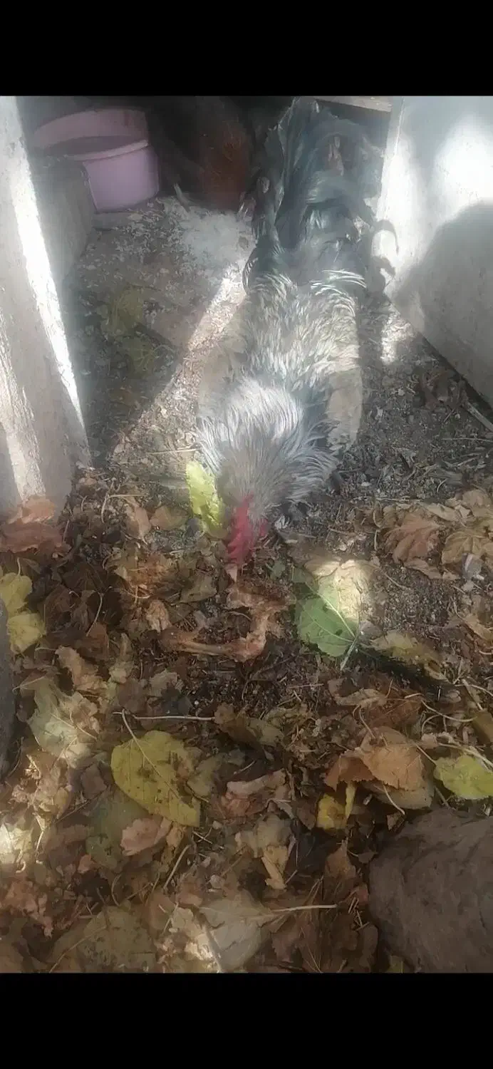 خروس محلی اصل|حیوانات مزرعه|مرودشت, مسجد رسول‎|دیوار