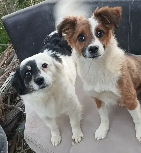 سگ نروماده|سگ|چناران, |دیوار