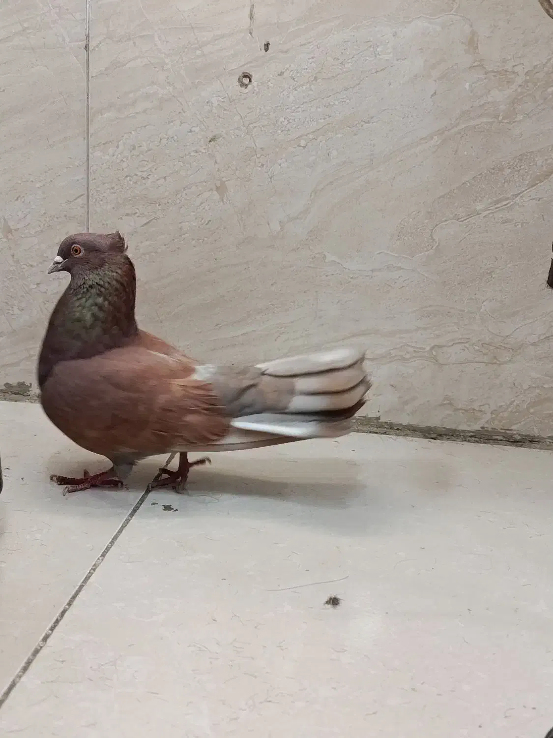 کبوتر دم چتری نر|پرنده|بهارستان, |دیوار