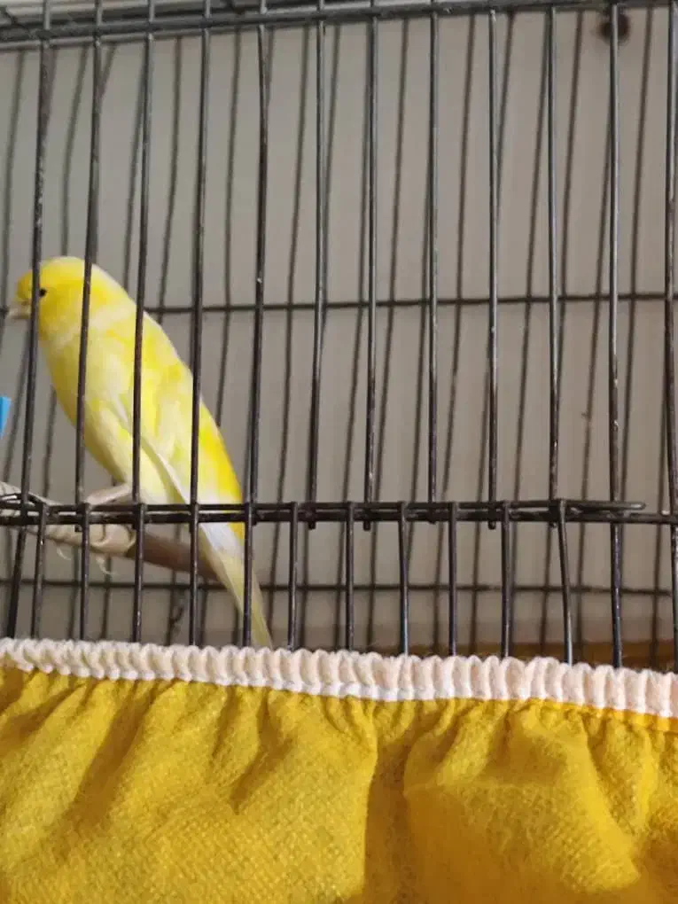 سلام قناری سالم سرحال قیمت توافقی|پرنده|خمینی‌شهر, |دیوار