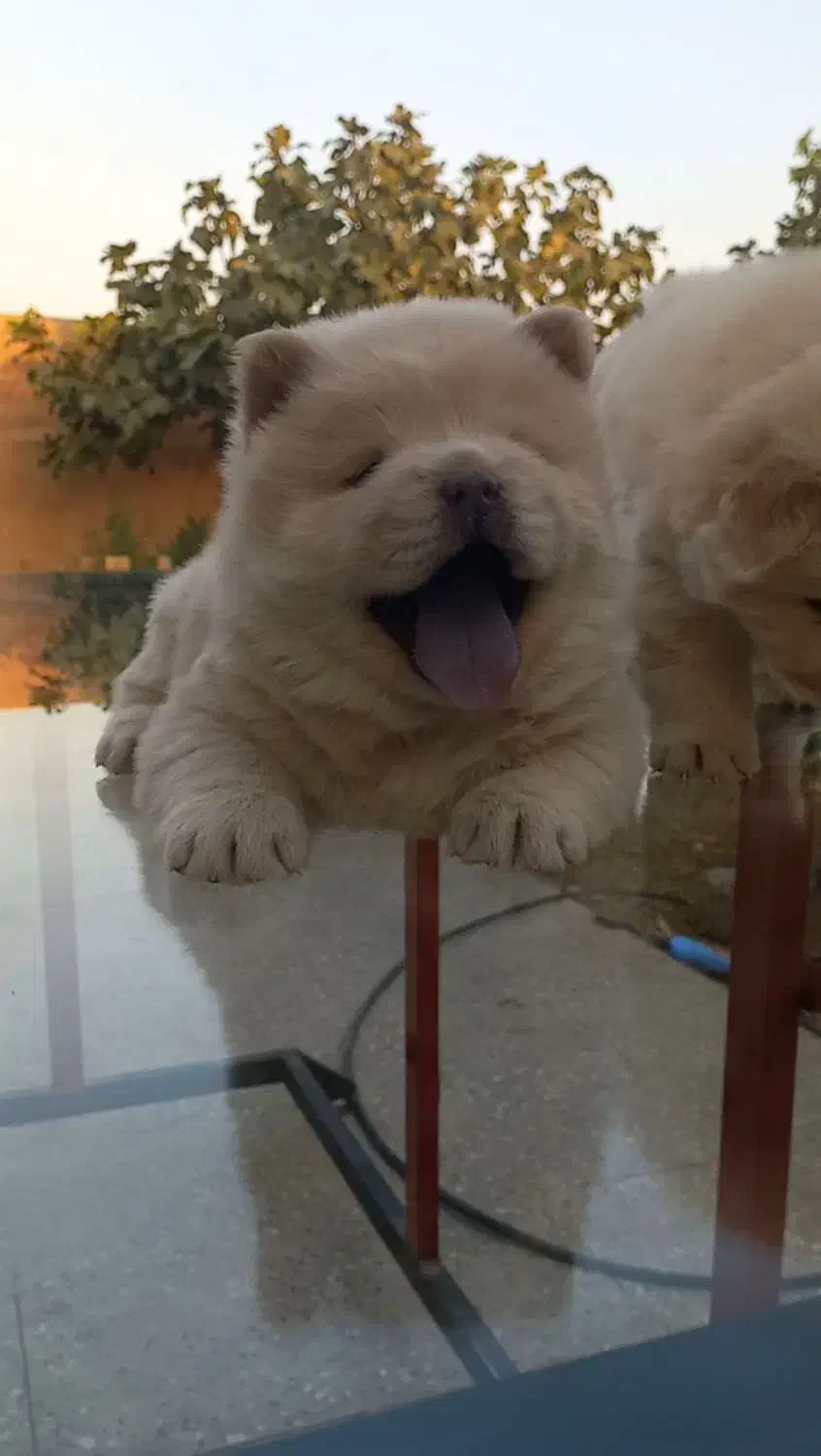 توله چاوچاو|سگ|شیراز, قلعه شاهزاده بیگم|دیوار