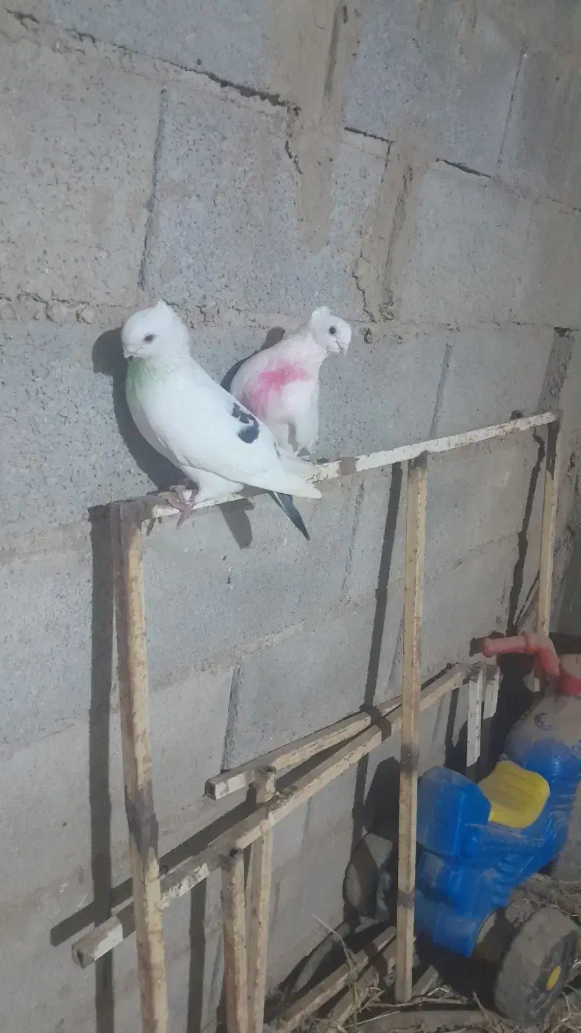 با سلام چند عدد کفتر|پرنده|گنبد کاووس, |دیوار