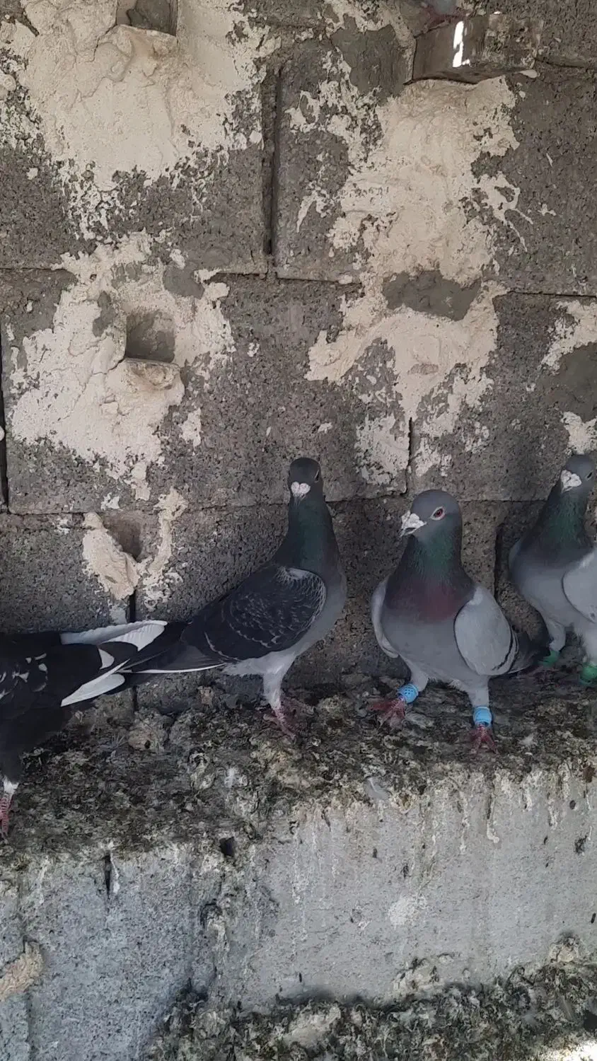 کبوتر پرشی|پرنده|کوهمره, |دیوار