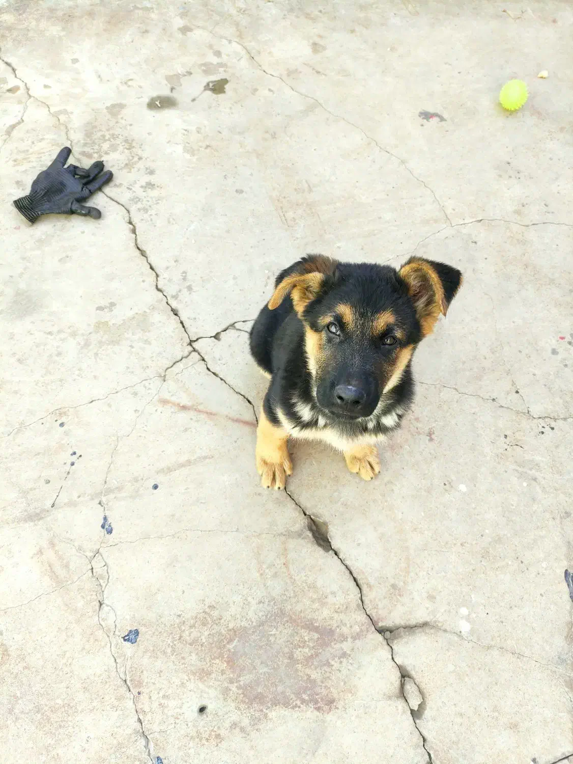 فروش توله ژرمن 2.5ماهه|سگ|برخوار, |دیوار