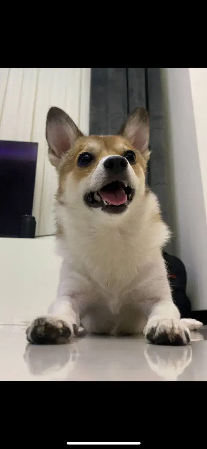 واگذاری پامرانین|سگ|فردیس, شهرک ناز|دیوار