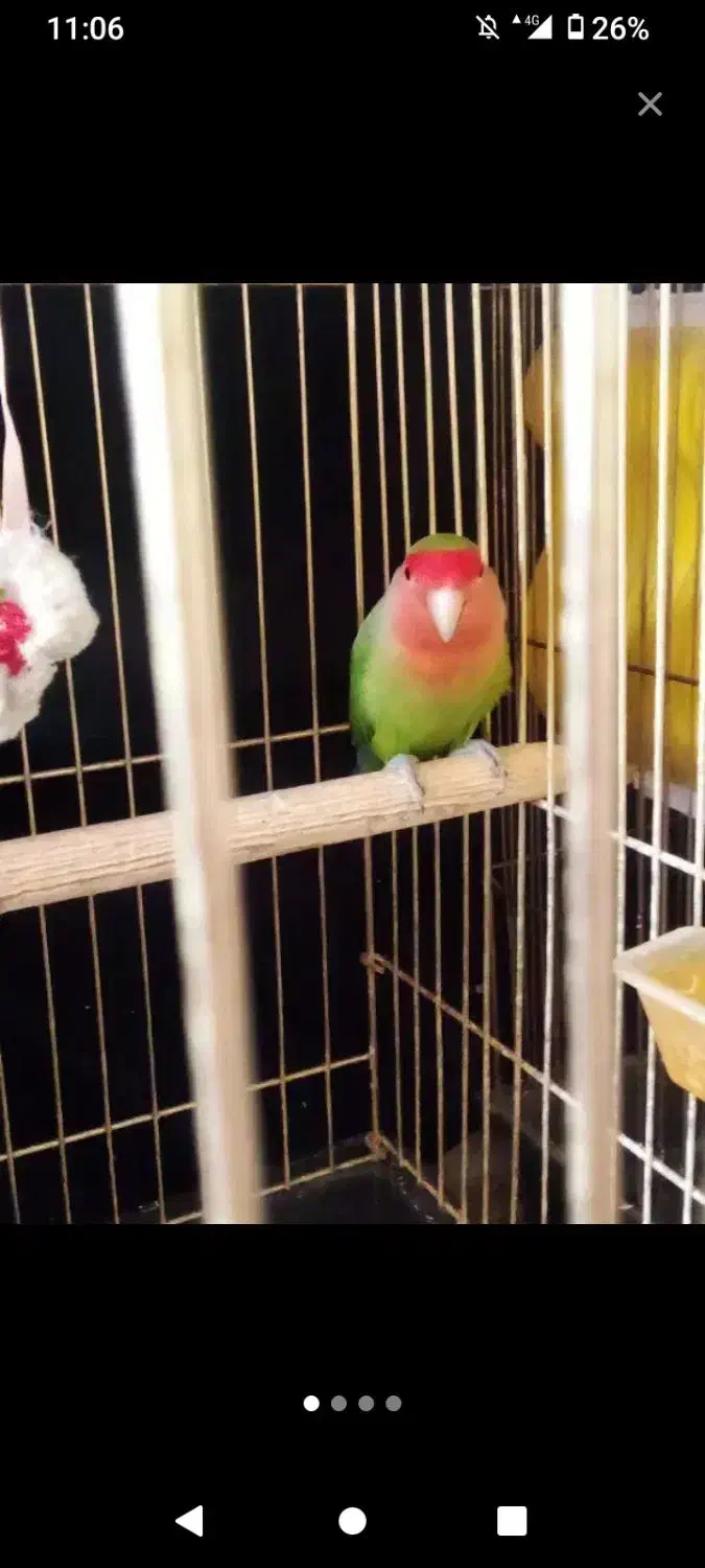 کوتوله برزیلی|پرنده|قم, دورشهر|دیوار