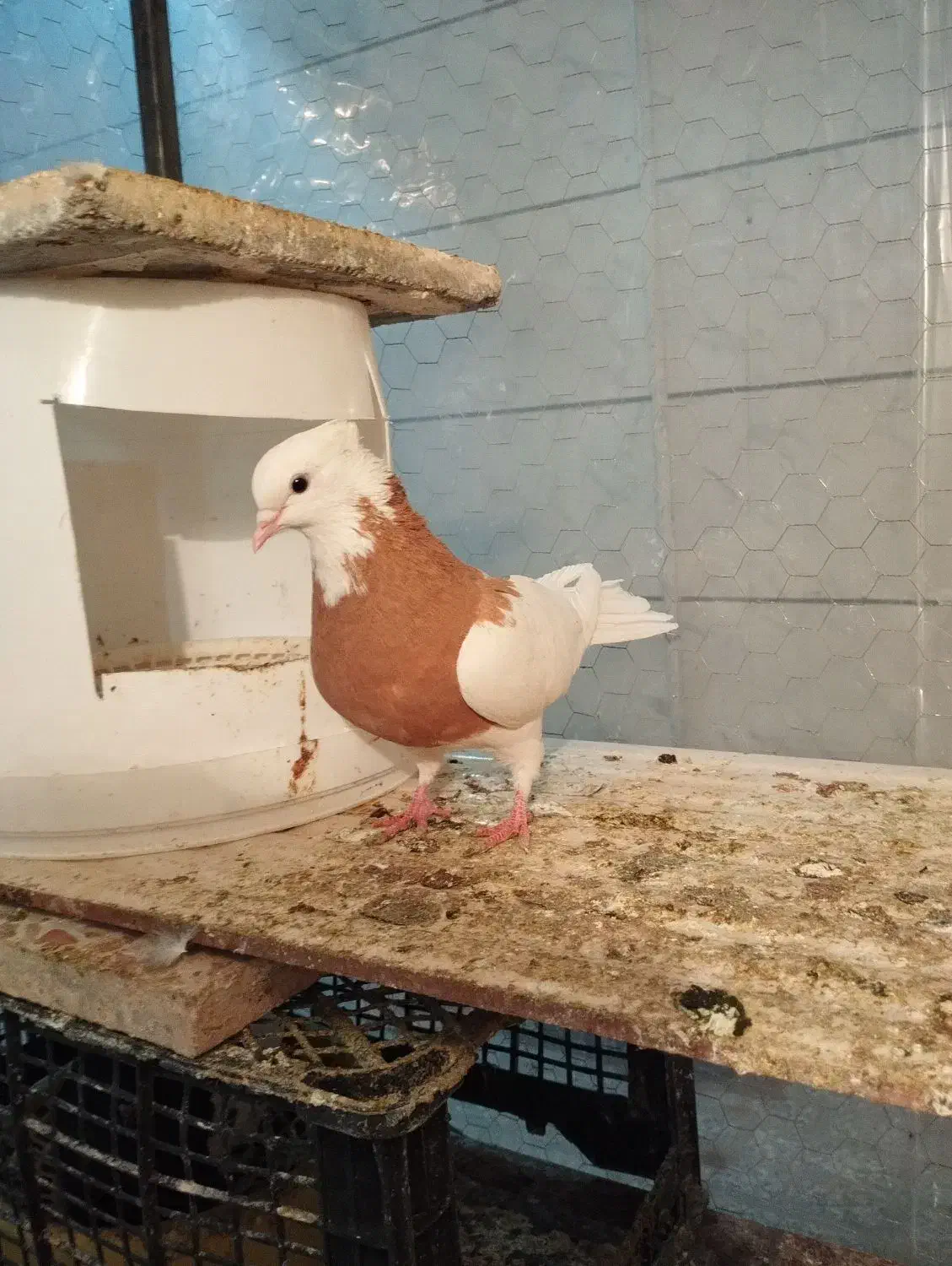 طوقی زرد ماده|پرنده|تربت جام, پاسداران|دیوار