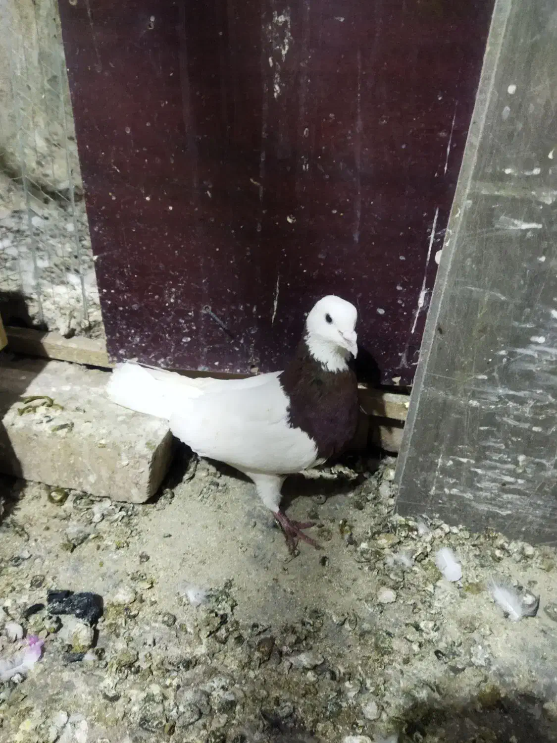 چند تا کفتر خوب معاوظ با قناری نر.سهره. ایر پاد|پرنده|قرچک, مهدیه|دیوار