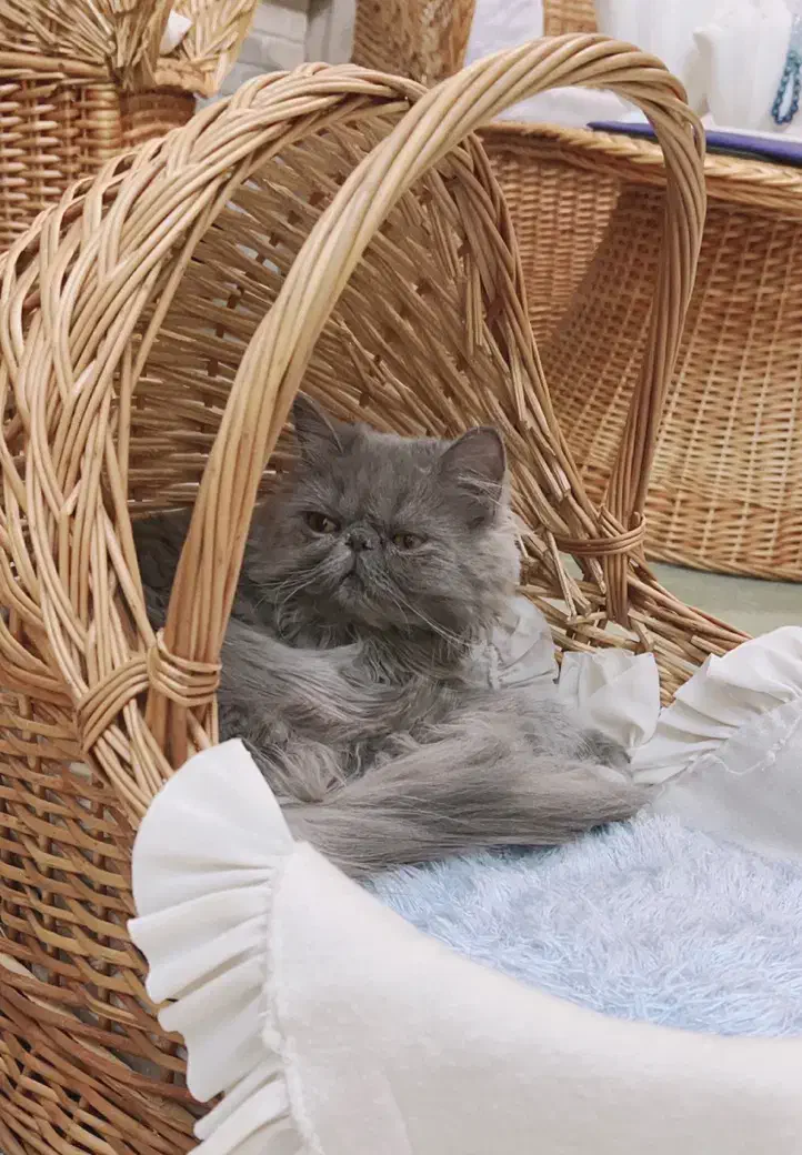 پرشین سوپر فلت اصیل به رنگ کمیاب بلو|گربه|رشت, گلسار|دیوار