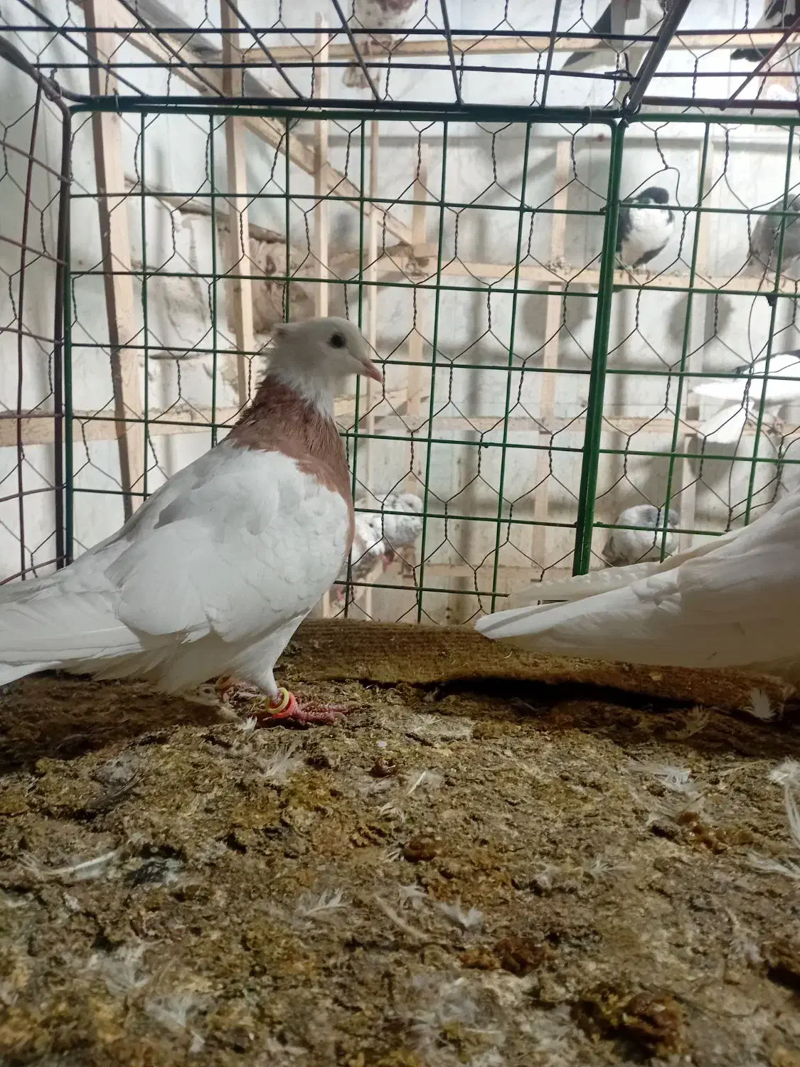 کوتر پرنده فروشی علی لنگری|پرنده|بجنورد, |دیوار