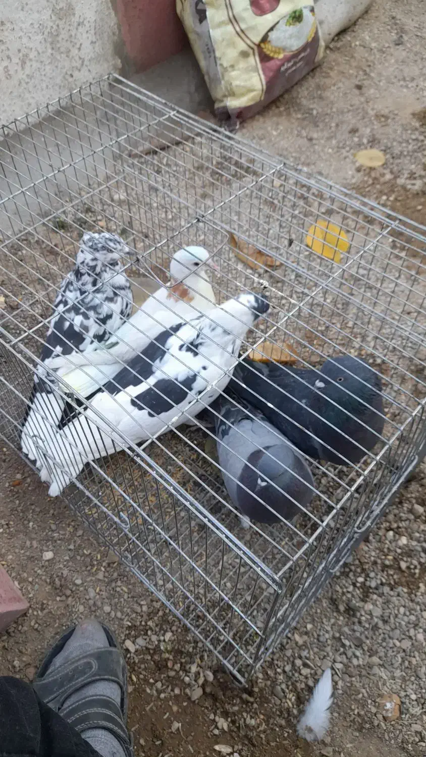 بهترین کبوتر|پرنده|شاهین دژ, |دیوار