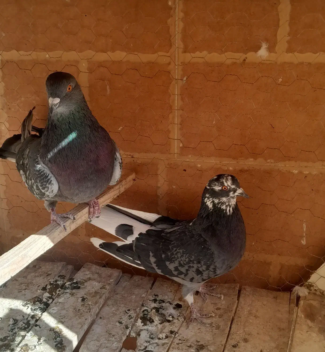 کبوتر|پرنده|نائین, |دیوار