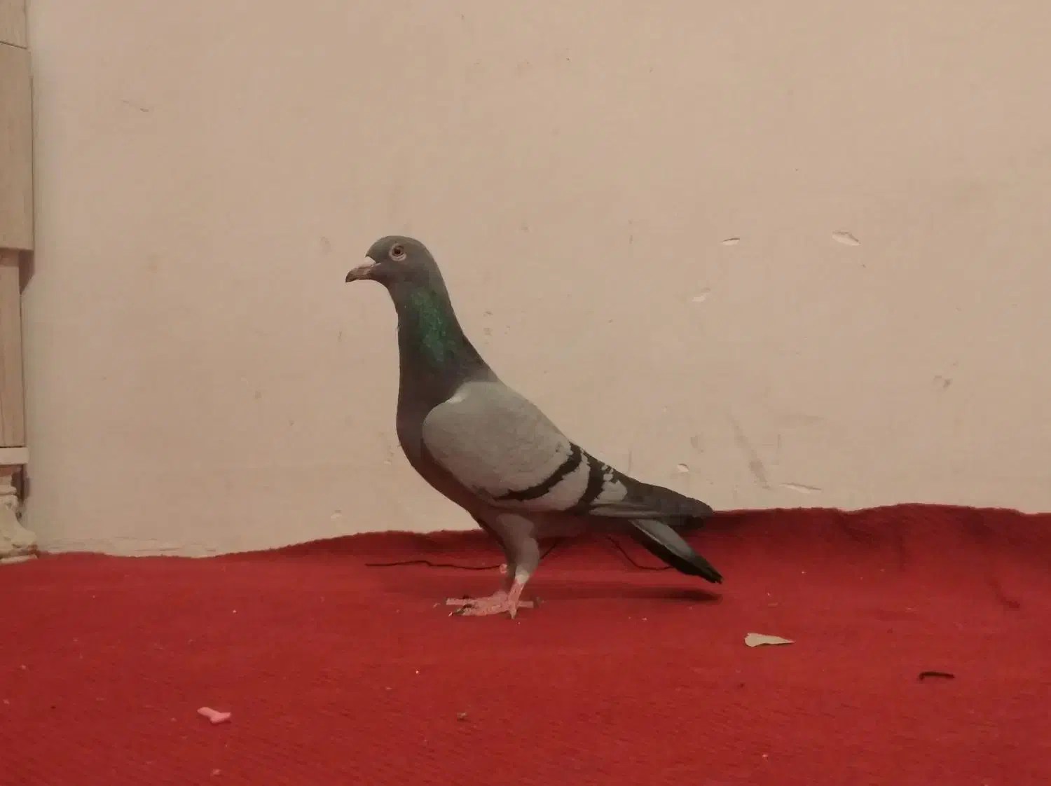 کبوتر پلاکی  مسافتی صحرای .قوره ای روشن|پرنده|سنندج, |دیوار