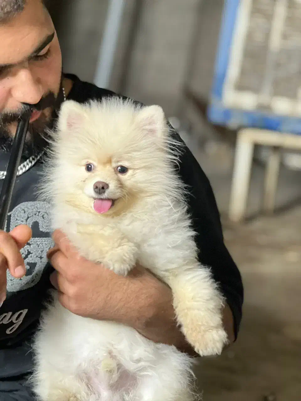 سگ پامر خرسی|سگ|شیراز, سفیرشمالی|دیوار