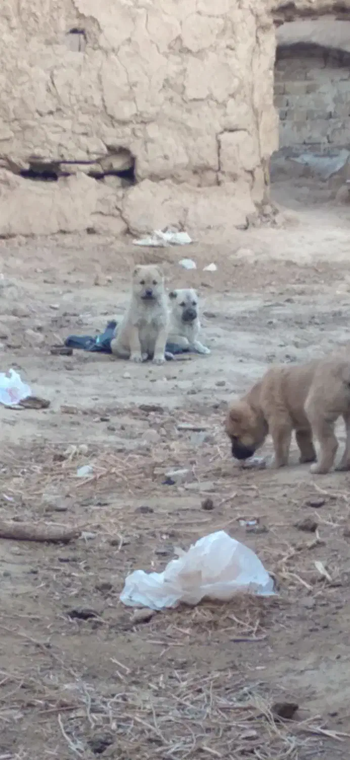 مرغ س گ|پرنده|تربت جام, شهید غلام زاده|دیوار