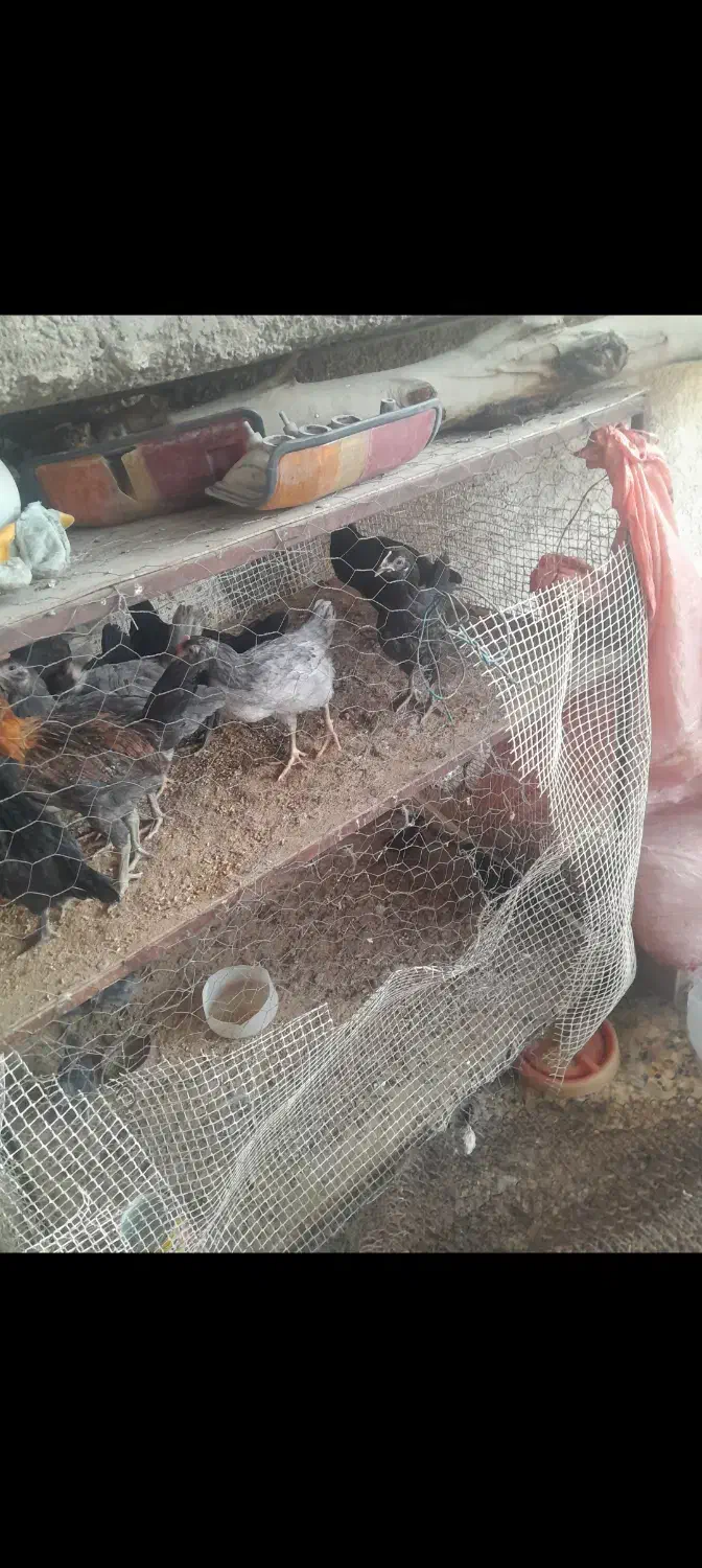 نیمچه باری اصل محلی|حیوانات مزرعه|خورموج, |دیوار