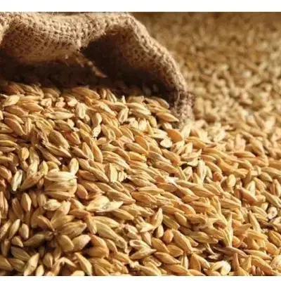 فروش جو و گندم|عمدهفروشی|فلارد, |دیوار