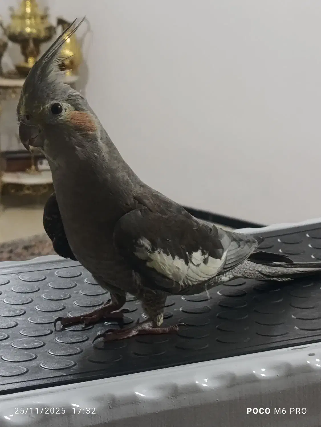 عروس هلندی نر مرغ عشق مینا طوطی برزیلی فنچ|پرنده|کرمانشاه, |دیوار